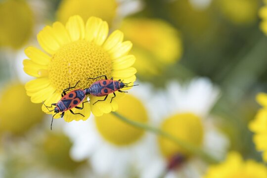 Firebugs (Pyrrhocoris apterus) mating, Hesse, Germany