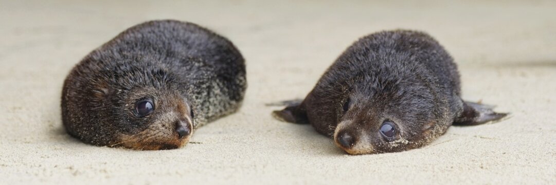 Young New Zealand Fur Seals (Arctocephalus forsteri) on Wharakari beach, Cape Farewell, Southland, New Zealand