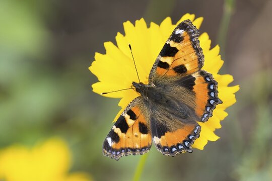 Small tortoiseshell (Aglais urticae), butterfly sitting on marigold, Hesse, Germany