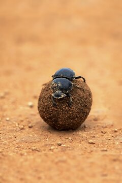 Dung beetle (Scarabaeus sacer), rolls ball of elephant dung, Addo Elephant National Park, Eastern Cape, South Africa