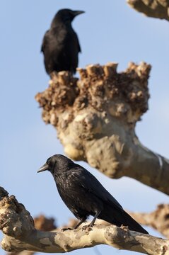 Ravens (Corvus corax), captive