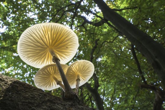 Porcelain fungi (Oudemansiella mucida) on a tree trunk, Hesse, Germany