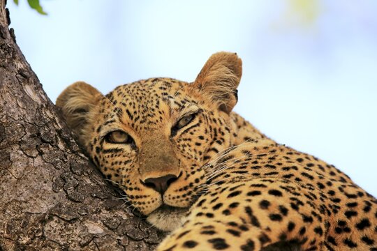 Leopard (Panthera pardus), adult, on tree, resting, animal portrait, Sabi Sand Game Reserve, Kruger National Park, South Africa