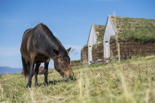 Grazing Icelandic horse (Equus islandicus) in front of horse stable and tool shed in original peat construction, L&yacute;tingssta&eth;ir, North Iceland, Iceland