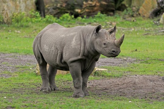 Black rhinoceros (Diceros bicornis), adult, captive