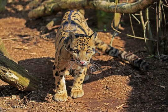 Clouded leopard (Neofelis nebulosa), adult, captive, England, United Kingdom