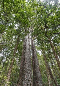 Four Kauri trees (Agathis australis) standing together, The Four Sisters, Waipoua forest, Northland, North Island, New Zealand