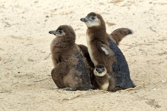 African penguin (Spheniscus demersus), three young animals, group, at breeding cave, beach, on land, Boulders Beach, Simon's Town, Western Cape, South Africa