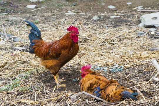 Two cocks, Dhampus Mountain village, Nepal