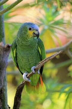 Orange-winged Amazon (Amazona amazonica), adult on tree, native to South America, captive