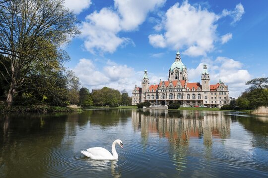 Swan on a pond in the Maschpark outside of New Town Hall with water reflection, Neues Rathaus, Hanover, Lower Saxony, Germany