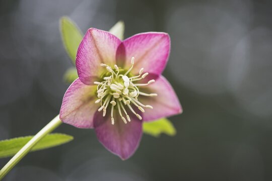 Rosy lenten roses (Helleborus orientalis), Emsland, Lower Saxony, Germany
