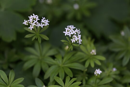 Woodruff (Asperula odorata), flowering, blossoming, Germany