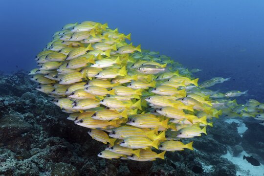 Swarm of fish Bluestripe snapper (Lutjanus kasmira) swims over coral reef, Indian Ocean, North Mal&eacute; Atoll, Maldives