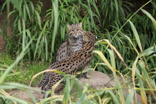 Fishing cat (Prionailurus viverrinus), adult, pair, social behaviour, captive, Southeast Asia
