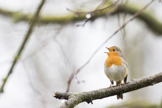 Singing European robin (Erithacus rubecula) on branch, Hesse, Germany