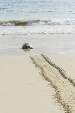 Green Sea Turtle or Pacific Green Turtle (Chelonia mydas japonica) on the way to the sea, Floreana, Gal&aacute;pagos Islands, Ecuador