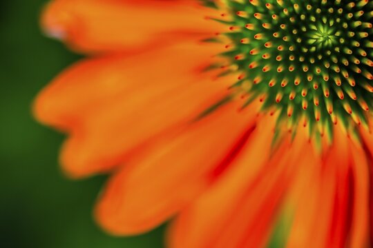 Red coneflower (Echinacea), seminal state with petals, detail of the flower, Bavaria, Germany