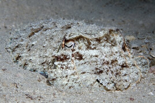 Broadclub cuttlefish (Sepia latimanus) camouflaged in the sand, Makadi Bay, Red Sea, Hurghada, Egypt