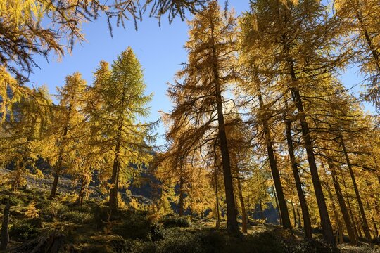 Autumn larch (Larix) forest, with mountains in the background, Martell Valley, Natruns, South Tyrol, Italy