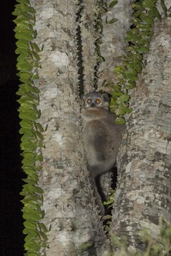 Reddish-gray Mouse Lemur (Microcebus griseorufus) in an octopus tree, Toliara Province, Madagascar
