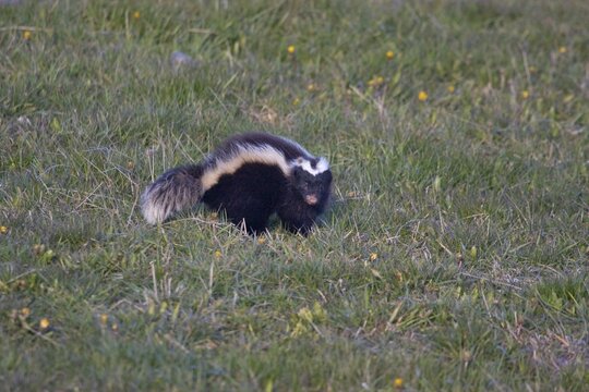 Patagonian Skunk or Humboldt's Hog-nosed Skunk (Conepatus humboldtii), Patagonia, Chile, South America
