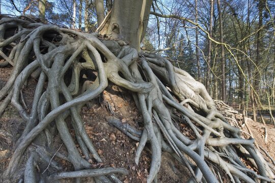 Roots of a Common beech (Fagus sylvatica), Emsland, Lower Saxony, Germany