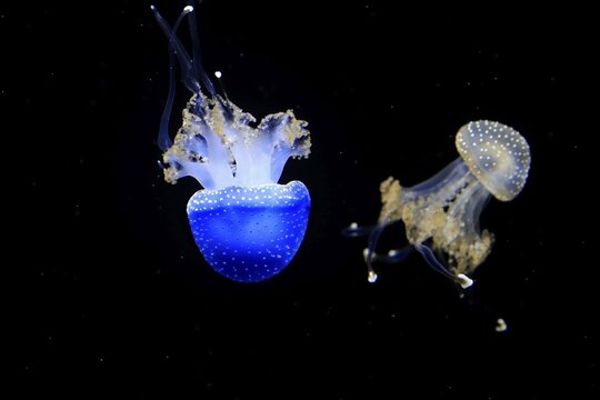 Australian spotted jellyfish (Phyllorhiza punctata), in water, two jellyfish, captive, Switzerland