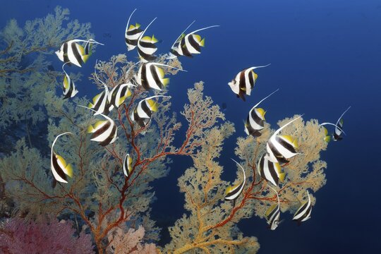 False moorish idol (Heniochus diphreutes) swimming off Melithaea Gorgonian (Melilthaea sp.), Pacific Ocean, Sulu Lake, Tubbataha Reef National Marine Park, Palawan Province, Philippines