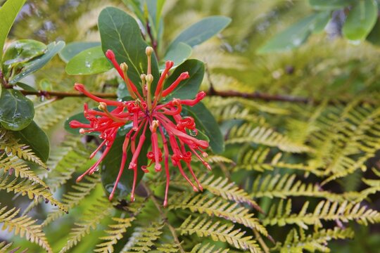 Chilean Firebush (Embothrium Coccineum) and Diamondleaf Fern or Ampe (Lophosoria quadripinnata), Puerto Varas, Region de los Lagos, Chile, South America