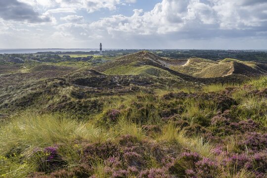 Heath landscape, view from the Uwe dune, lighthouse Langer Christian, dunes and beach, Kampen, Sylt, North Frisian Island, North Sea, North Frisia, Schleswig-Holstein, Germany