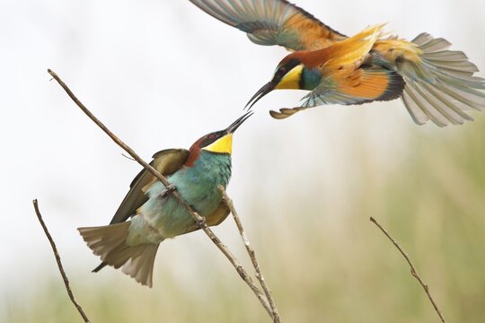 Bee-eater (Merops apiaster) approaching a twig, Saxony-Anhalt, Germany