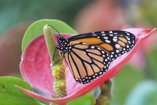 Monarch butterfly (Danaus plexippus), captive, Emsland, Lower Saxony, Germany