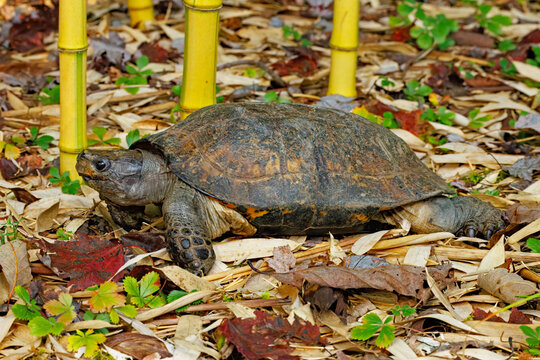 Arakan Forest Turtle, Heosemys depressa, and bamboo.