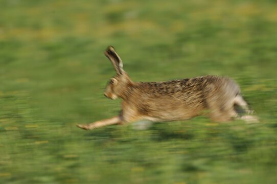 European hare (Lepus europaeus)