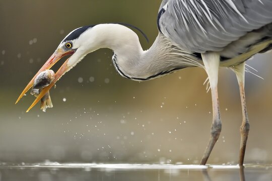 Grey heron (Ardea cinerea), stands in the water with prey fish in the beak, National Park Kiskunsag, Hungary