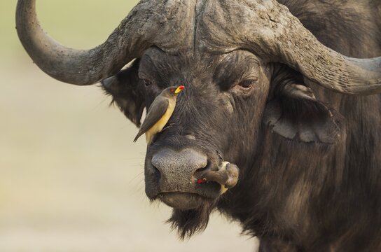 Cape Buffalo (Syncerus caffer caffer), bull with both a Yellow-billed Oxpecker (Buphagus africanus) on the left and a Red-billed Oxpecker (Buphagus erythrorhynchus), Chobe National Park, Botswana