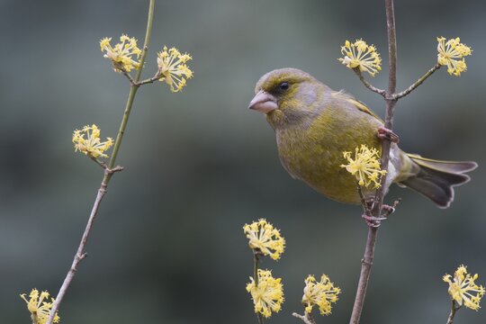 European greenfinch (Carduelis chloris) sits on twig of Cornelian cherry (Cornus mas), Emsland, Lower Saxony, Germany