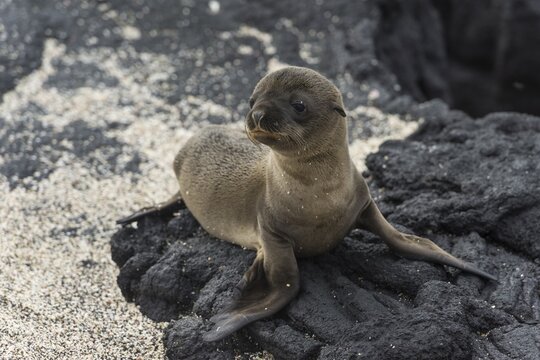 Young Galapagos Sea Lion (Zalophus wollebaeki), pup, Fernandina Island, Gal&aacute;pagos Islands, Ecuador