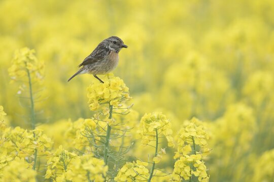 Stonechat (Saxicola rubicola), female, in rapeseed (Brassica napus), Emsland, Lower Saxony, Germany