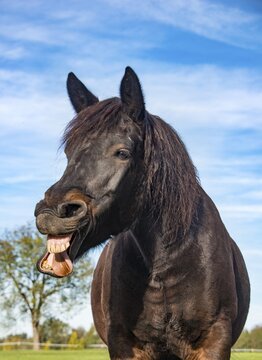 neighing Horse, Portrait, Bavaria, Germany
