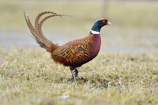 Common Pheasant (Phasianus colchicus), cock, Mazovia, Poland