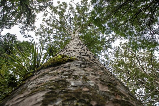 Giant Agathis australis (Agathis australis), worm's-eye view, Waipoua Forest, Northland, North Island, New Zealand