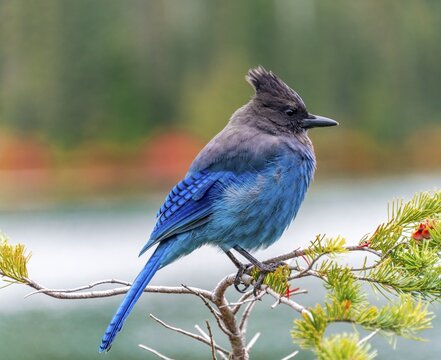 Steller's jay (Cyanocitta stelleri), blue bird sitting on a branch, Mount Rainier National Park, Washington, USA