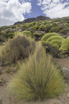 Paja Brava, Paja Ichu or Yarava Ichu grass plants with the Yareta or Llareta cushion plant (Azorella compacta) growing on the slopes of the Taapac&aacute; volcano, Arica y Parinacota Region, Chile