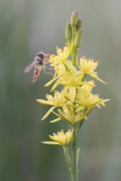 Bog Asphodel (Narthecium ossifragum) with hover fly, Emsland, Lower Saxony, Germany