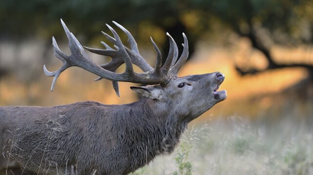 Red Deer (Cervus elaphus) stag bugling in the morning light, Klampenborg, Copenhagen, Denmark