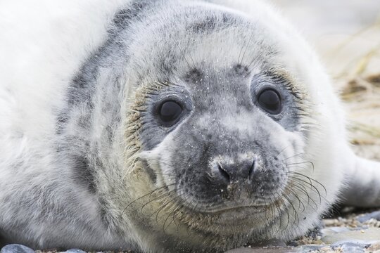 Grey seal (Halichoerus grypus), pup, portrait, Heligoland, Schleswig-Holstein, Germany
