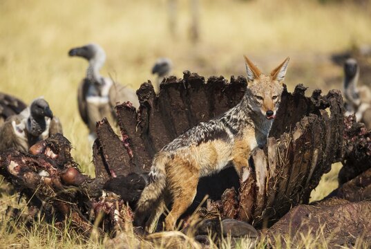 Black-backed Jackal (Canis mesomelas), at the carcass of a Cape Buffalo (Syncerus caffer caffer), in the background some White-backed Vultures (Gyps africanus), Savuti, Chobe National Park, Botswana