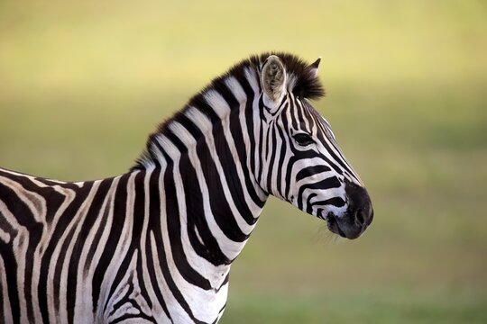 Burchell's Zebra (Equus quagga burchelli), adult, Addo Elephant National Park, Eastern Cape, South Africa